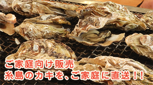 ご家庭向け販売 糸島のカキを、ご家庭に直送！